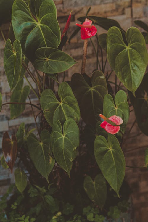무료 녹색과 분홍색 잎 식물 스톡 사진