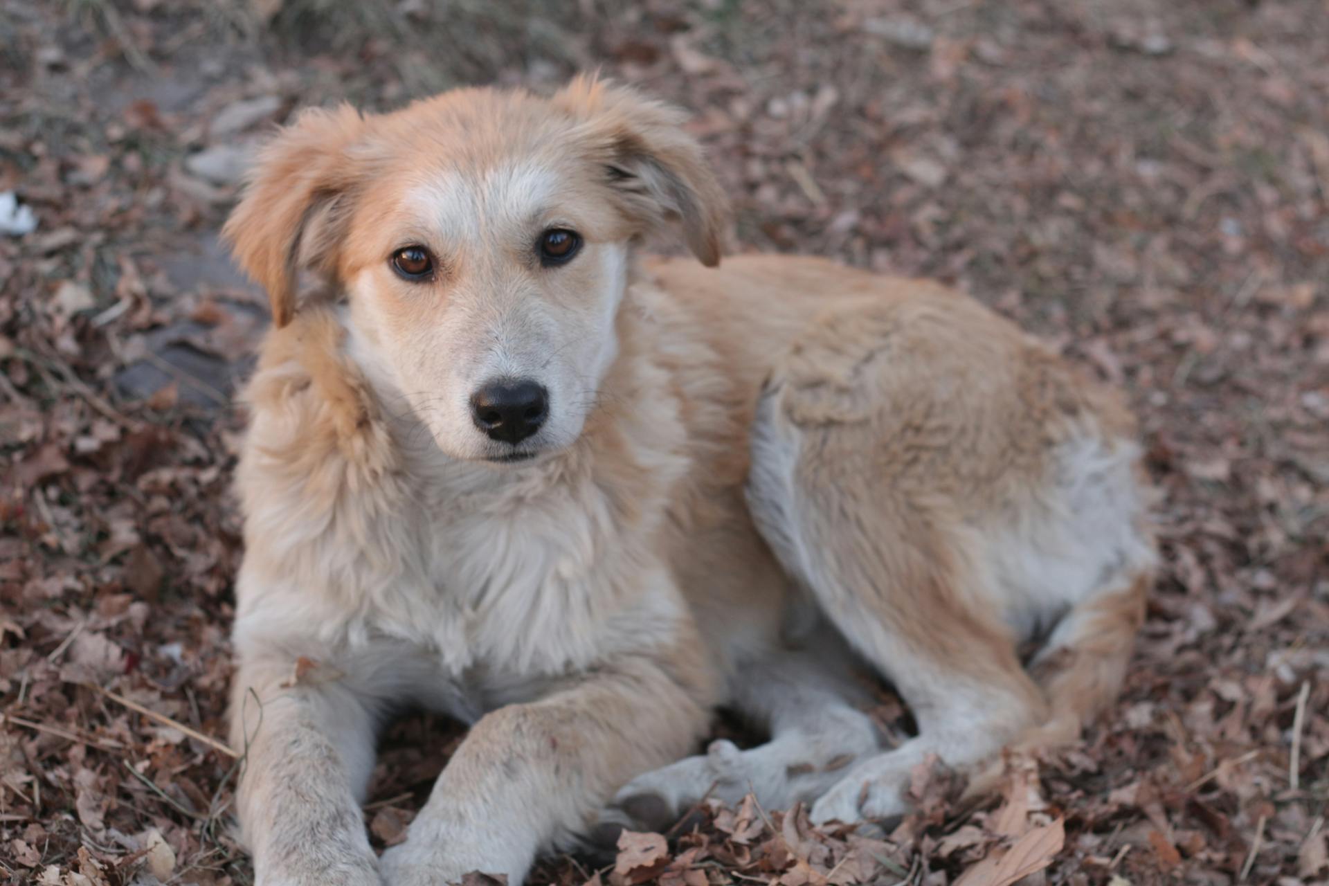 Free stock photo of dog, dogs