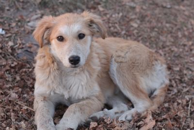 My Dog Cut His Paw Two Miles From the Car — What I Wish I'd Had in My Pack