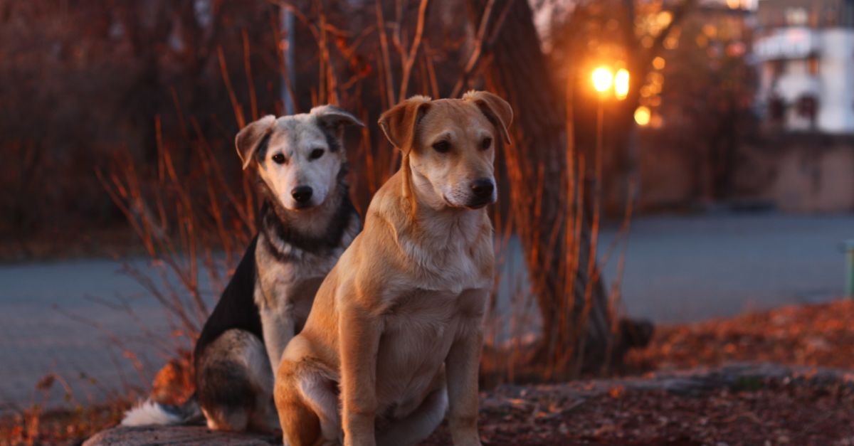 Summer Safety for Pups: Essential Dog Sitting and Puppy Sitting Tips