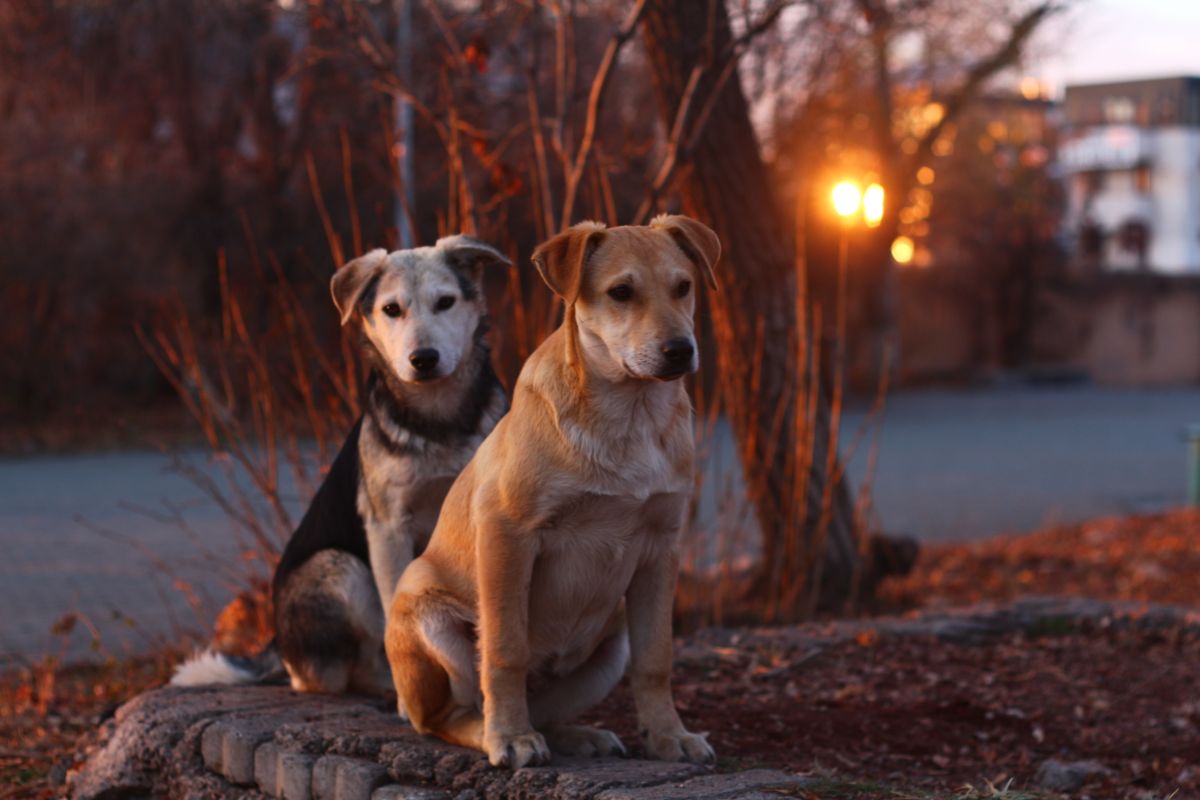 Köpek Yaşı Hesaplama Tablosu: Boyutuna Göre İnsan Yaşı ve Yaşam Evresi