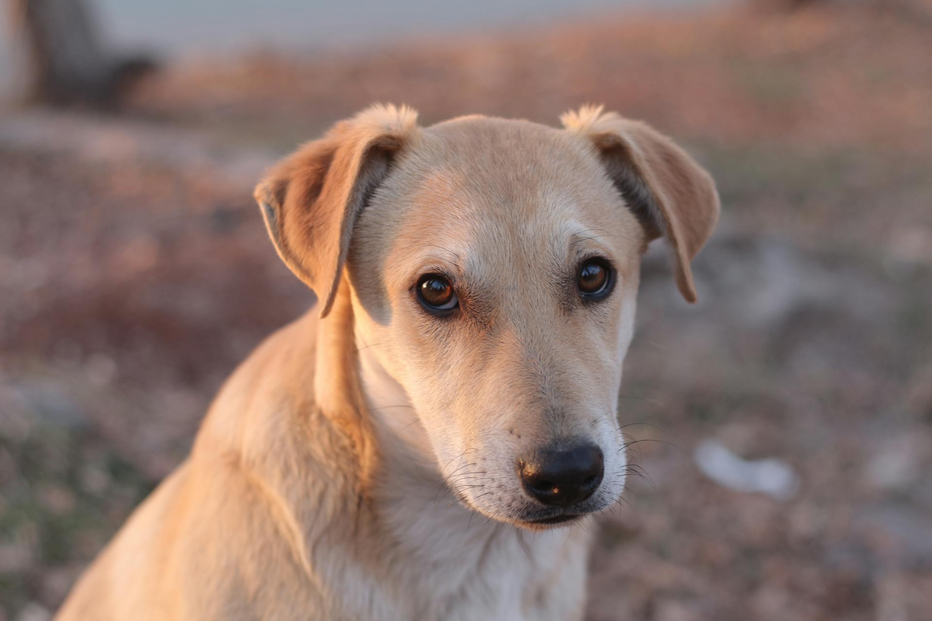 A close-up portrait of a light brown dog looking curiously into the camera outdoors.