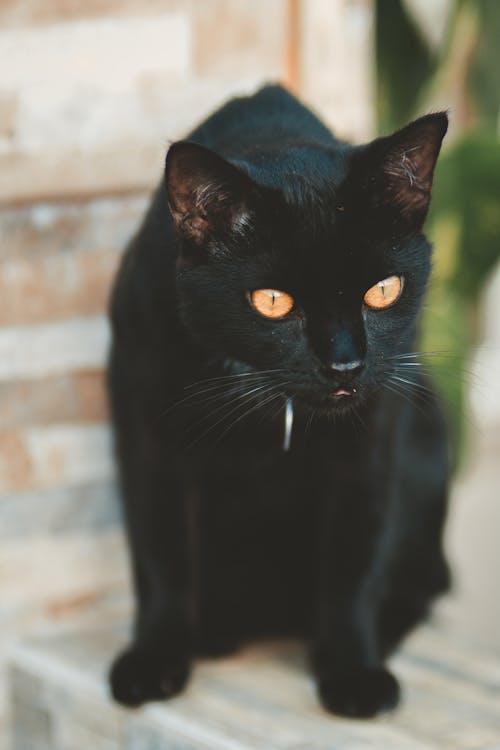 Черная короткошерстная кошка