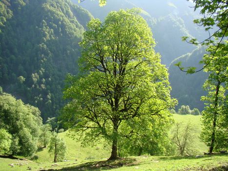 A vibrant green tree stands in a sunlit mountain valley, epitomizing tranquility.