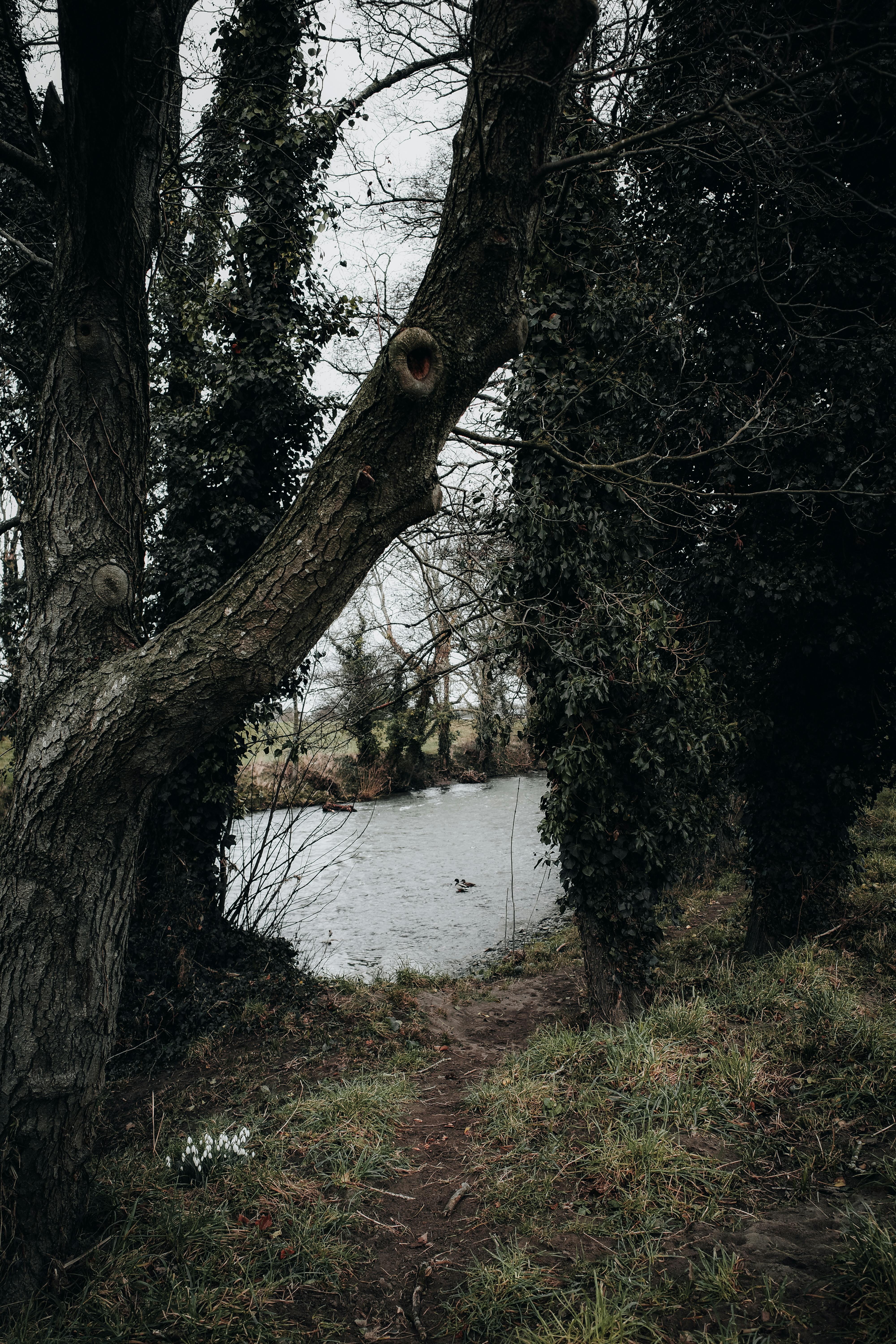 A peaceful winter river scene framed by tall trees on a cloudy day.