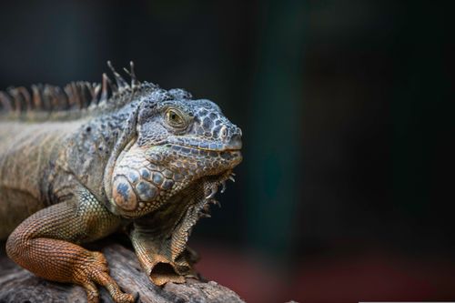 Free Detailed close-up of a green iguana resting on a wooden log. Stock Photo