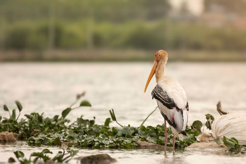 Free Painted stork standing by a tranquil water body with greenery, showcasing nature's beauty. Stock Photo