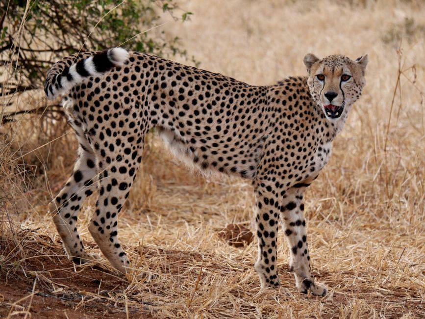 Cheetah standing in the savannah, showcasing its majestic spots and natural habitat.