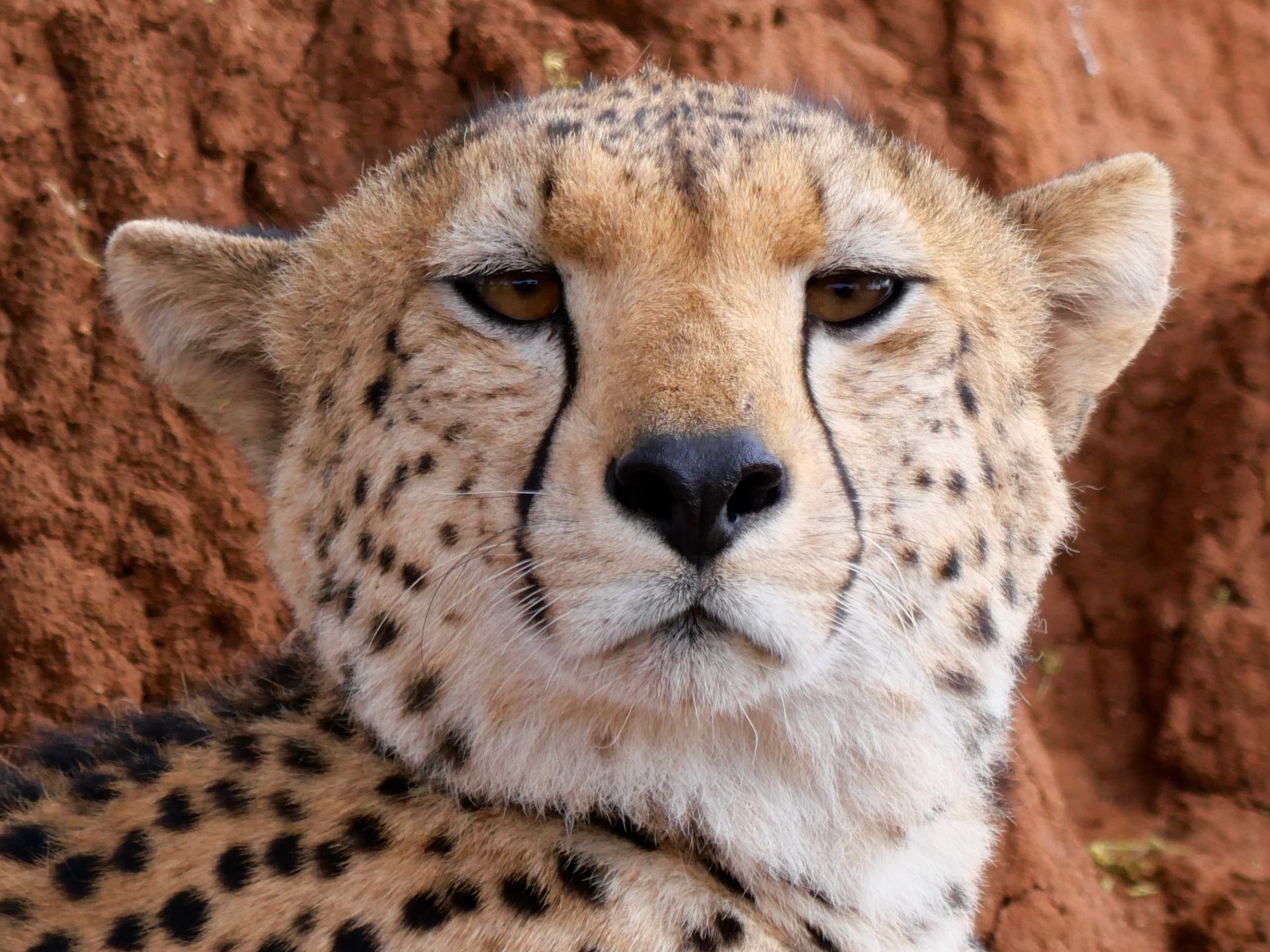 Portrait of a cheetah with direct eye contact against a natural earthy background.