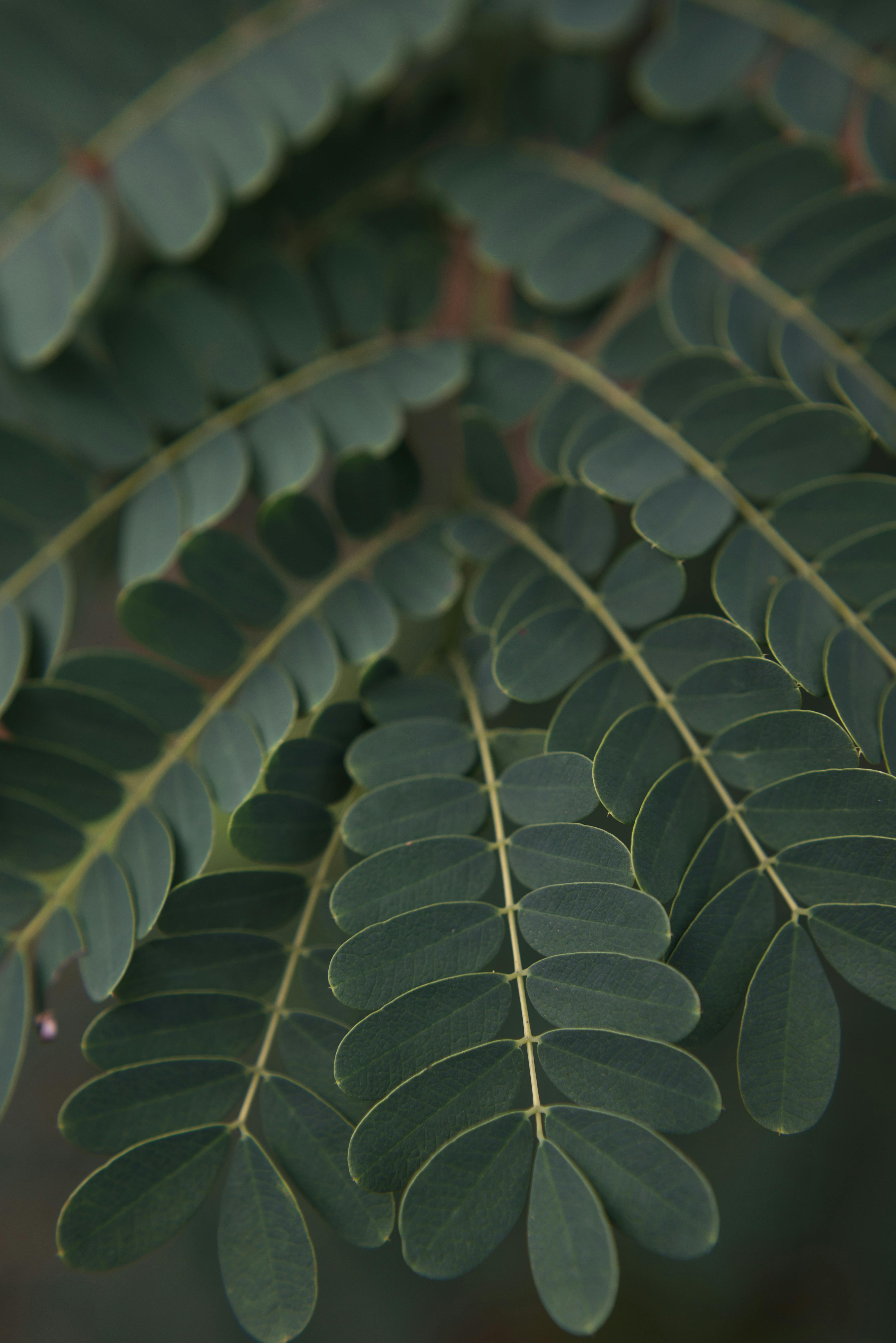 Detailed view of fern leaves with soft light, showcasing natural patterns and textures.