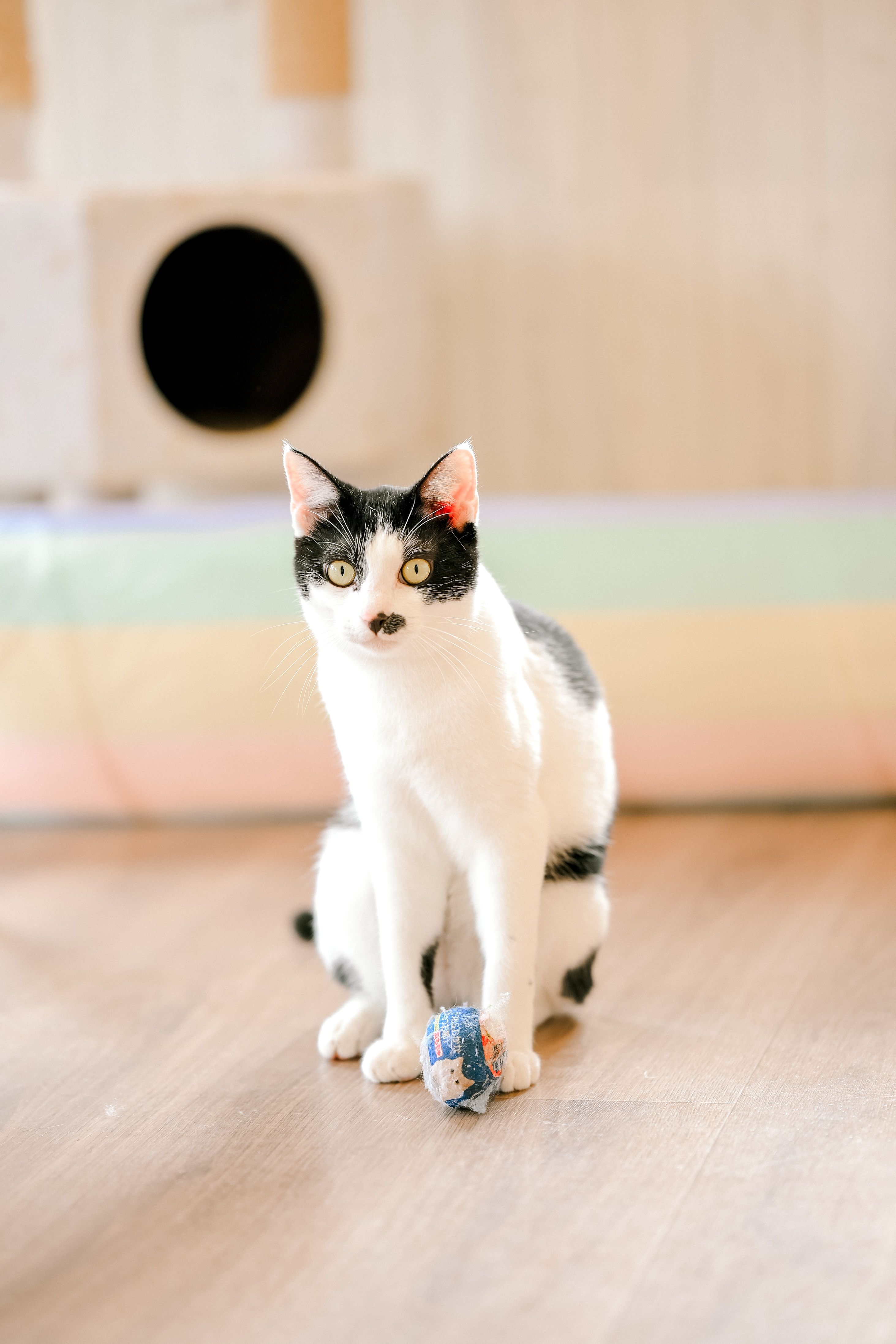Varinha Interativa para Gatos