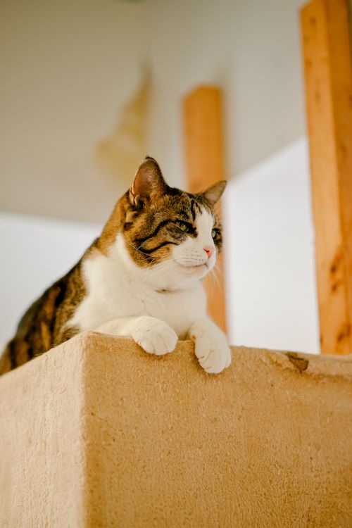 Free A calm tabby cat lounges gracefully indoors on a wooden ledge. Stock Photo