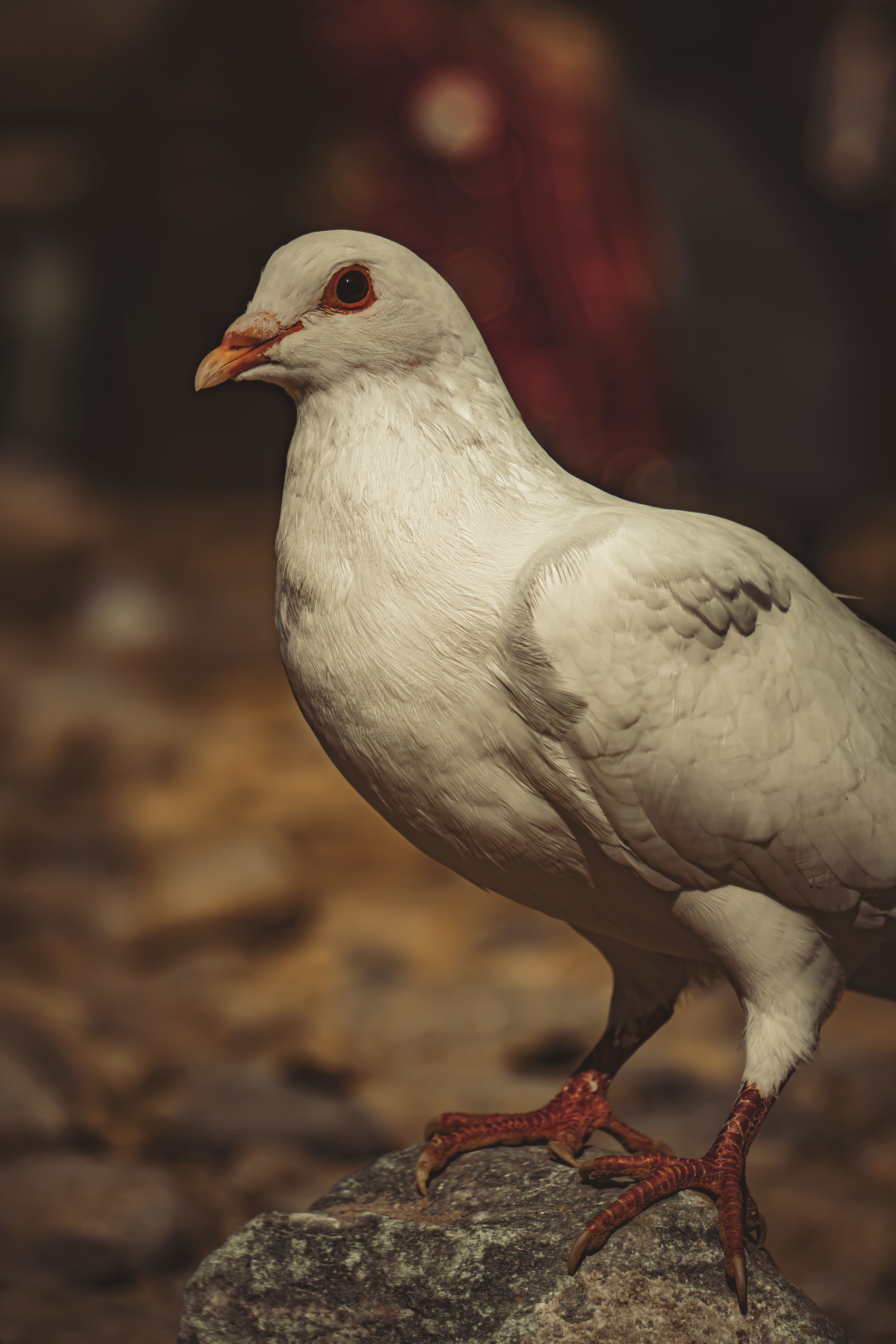 White Dove Photos, Download The BEST Free White Dove Stock Photos & HD ...