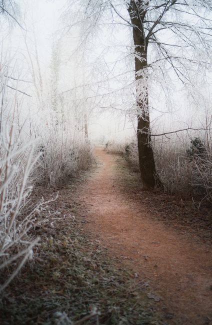 A serene winter scene of a frosted trail in Gmunden, Austria, featuring snow-covered trees and plants.