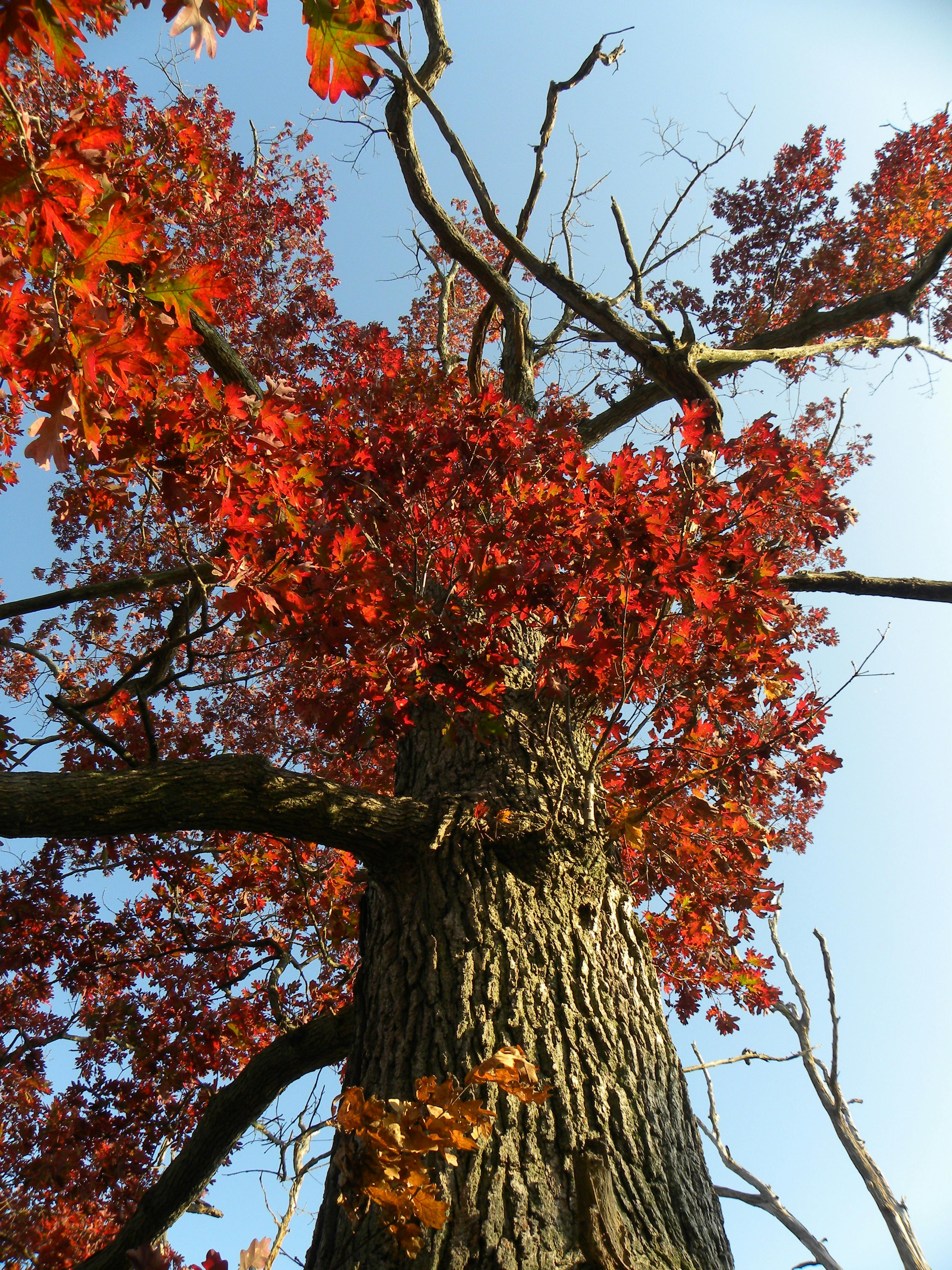 Chêne Rouge d'Amérique