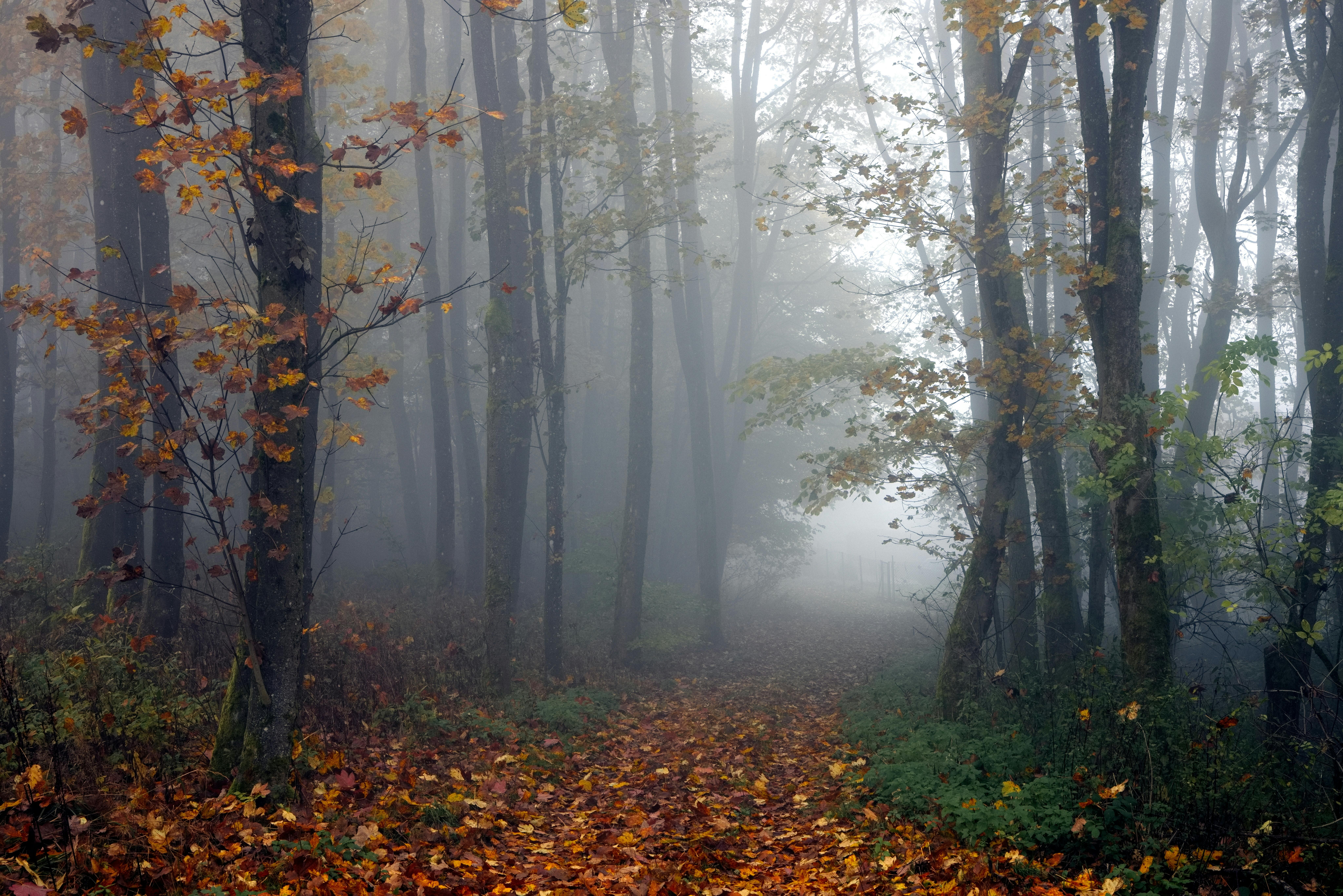 A tranquil foggy forest in autumn with fallen leaves on the path.