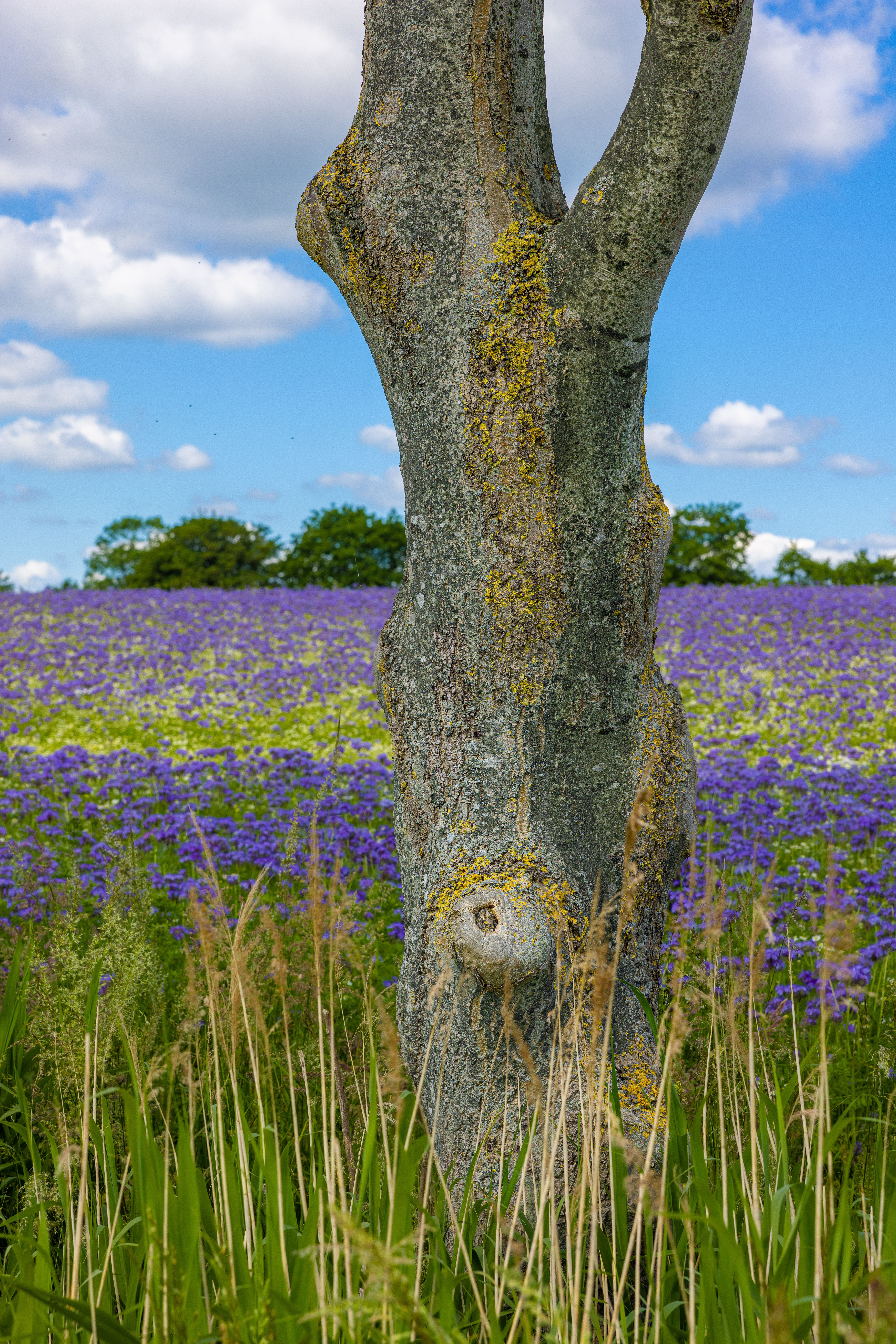 Scenic Field with Tree and Purple Flowers · Free Stock Photo