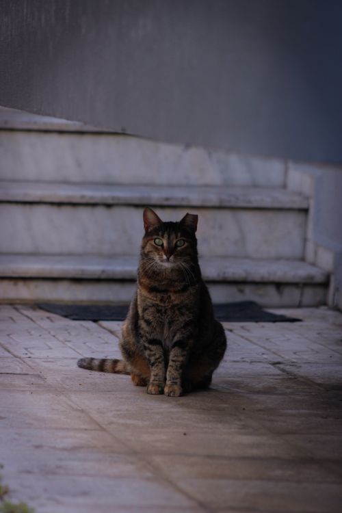 Free A serene tabby cat sits composedly on marble steps, indoors. Stock Photo