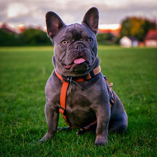 Free Charming French Bulldog sitting on a lush green field, with an evening sky backdrop. Stock Photo
