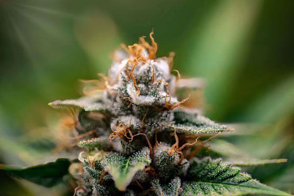 Sour Diesel flower