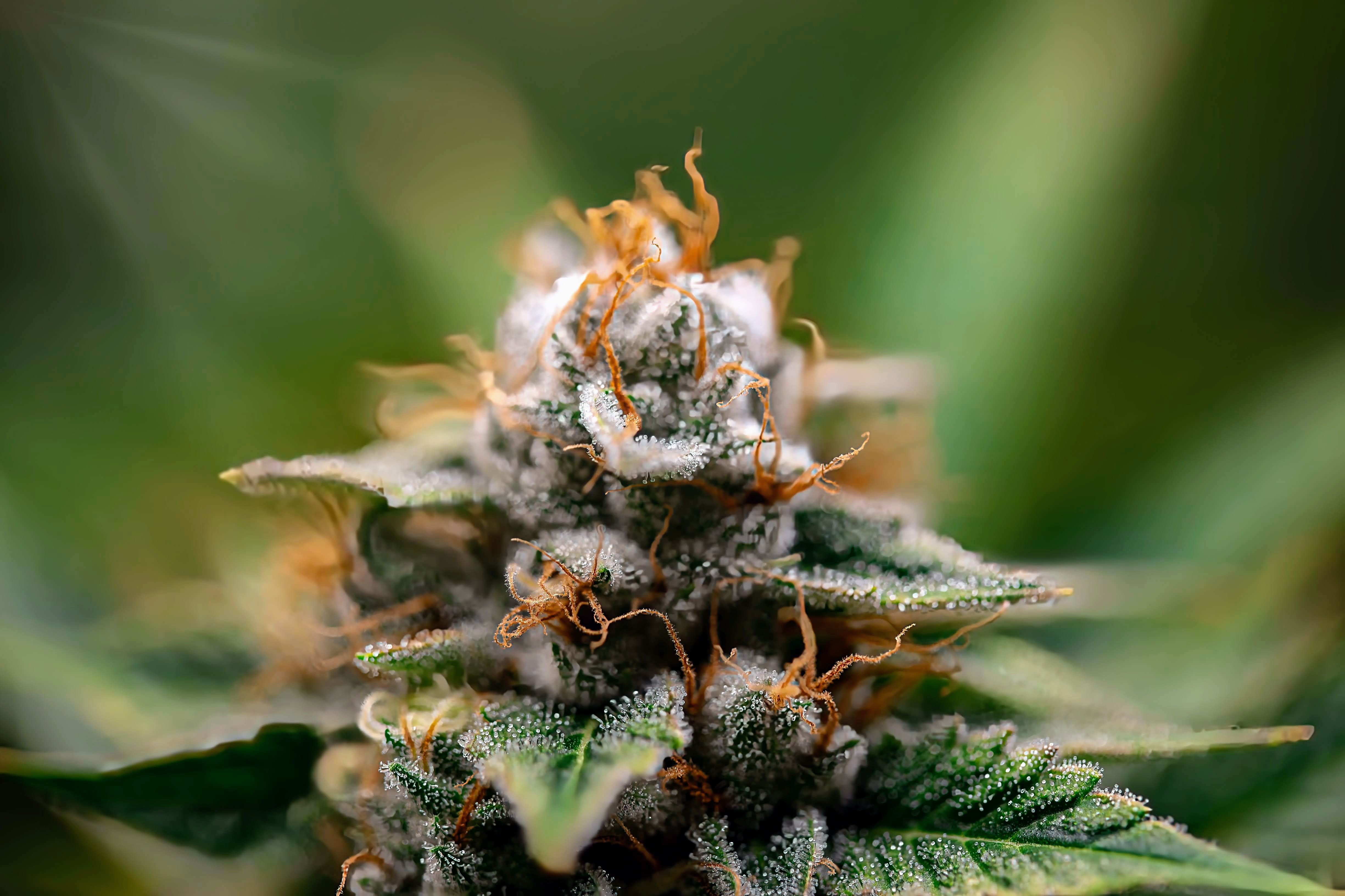 Macro Photo of Trichome-Covered Cannabis Bud · Free Stock Photo
