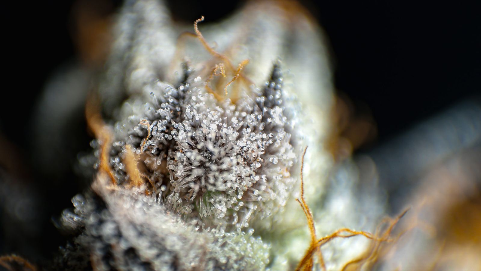 Frosty cannabis flower bud, macro photograph