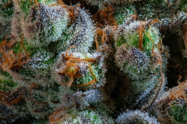 Gelato flower