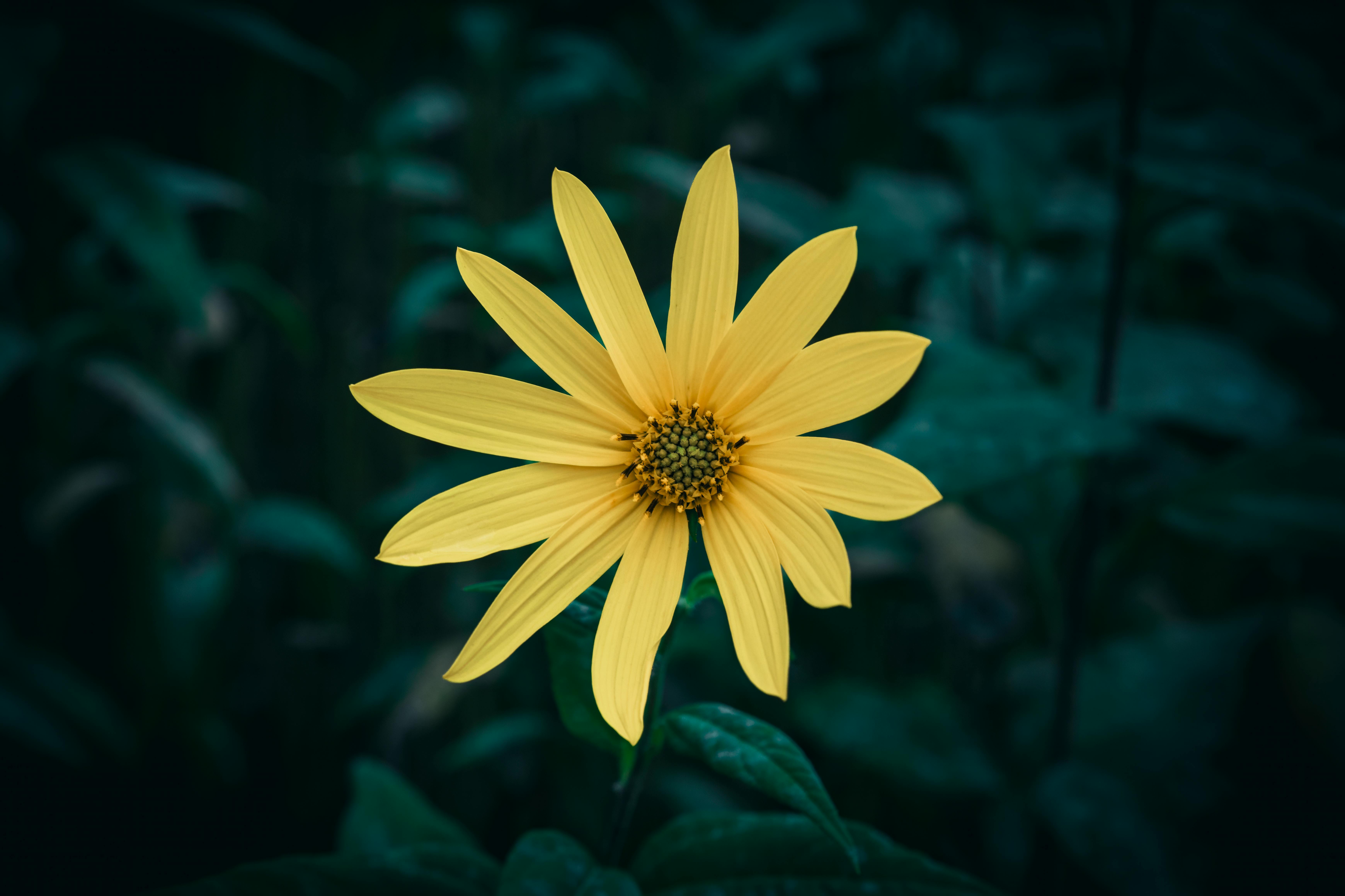 김이 모락모락 나는 따뜻한 돼지감자차 한 잔