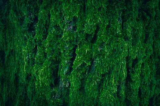 Closeup of vibrant green moss growing on forest tree bark, highlighting natural textures.