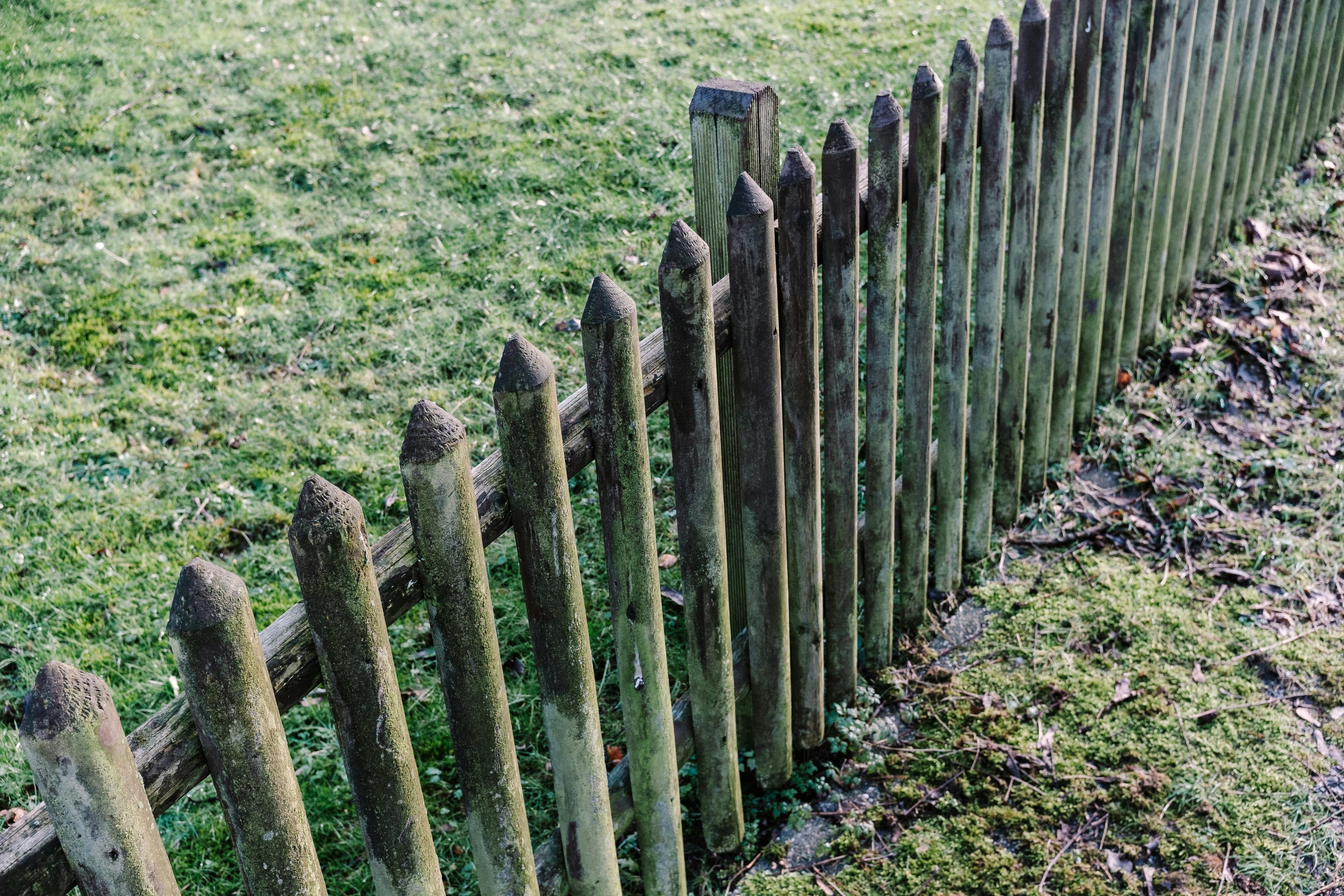 Aging wooden picket fence leaning and covered in green moss and mildew in a suburban backyard, showing signs of rot and weather damage typical in the Midwest