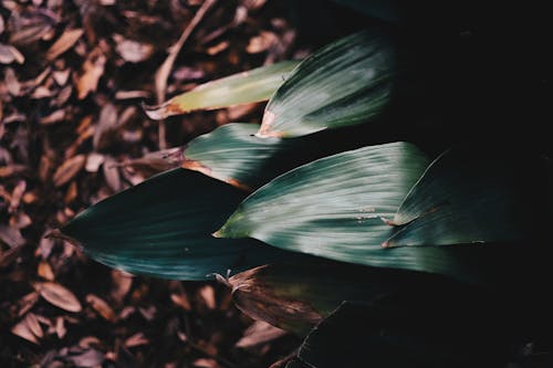 Free Green Leaves Stock Photo