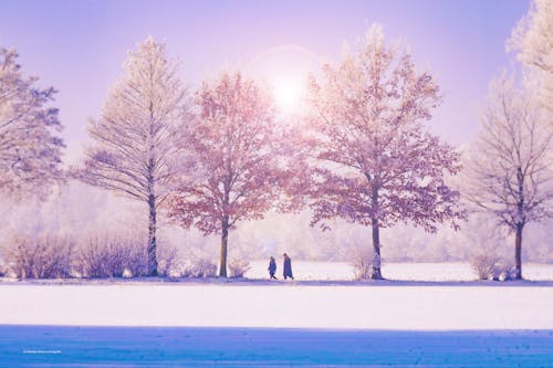 Kostnadsfri bild av dimma, frost, frostig