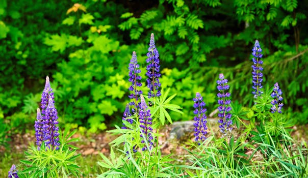 Purple lupines blooming in a lush green forest, showcasing natural serenity.
