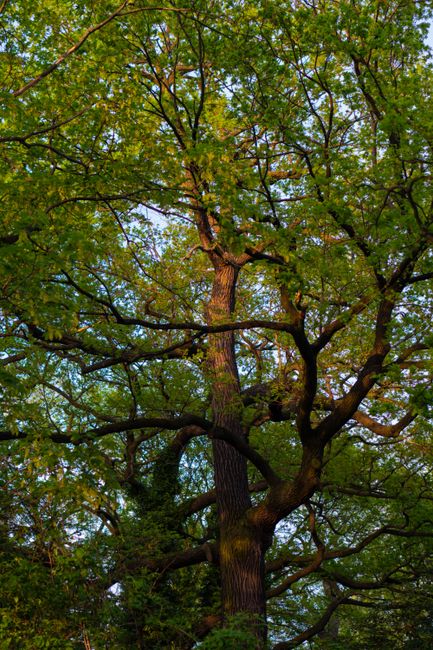 A towering oak tree with lush spring foliage in a serene park in Łódź, Poland.
