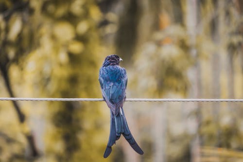 Fotografi Fokus Selektif Burung