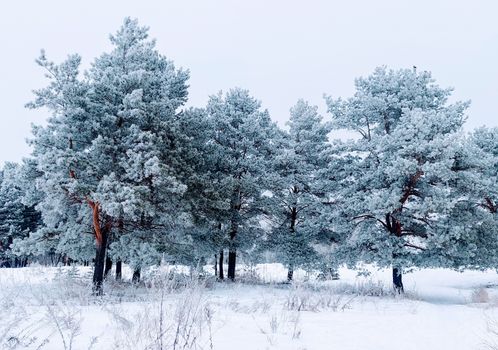 Scenic view of snow-laden pine trees in a serene winter landscape.