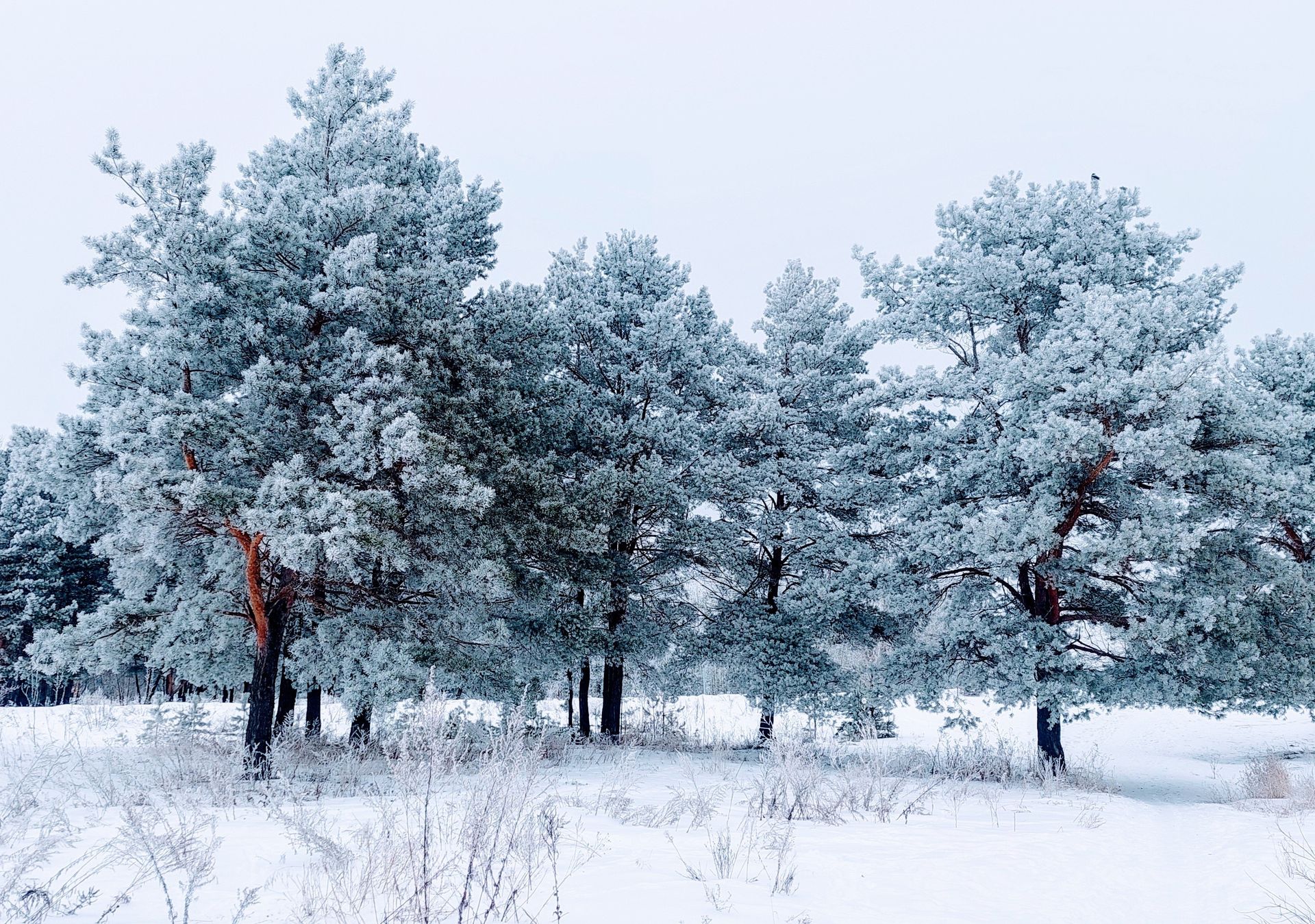 Scenic view of snow-laden pine trees in a serene winter landscape.