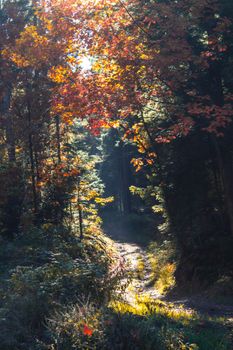 A tranquil autumn forest pathway in Myślenice, Poland, illuminated by soft morning light.