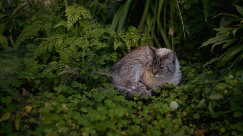 Free A tranquil cat comfortably nestled in a vibrant green garden setting, exuding calmness. Stock Photo