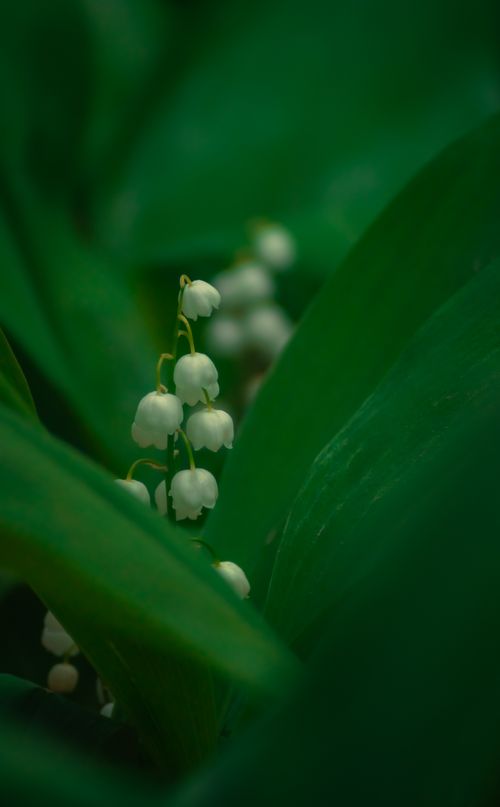 Free Close-up of delicate Lily of the Valley flowers surrounded by vibrant green leaves, capturing a peaceful natural moment. Stock Photo
