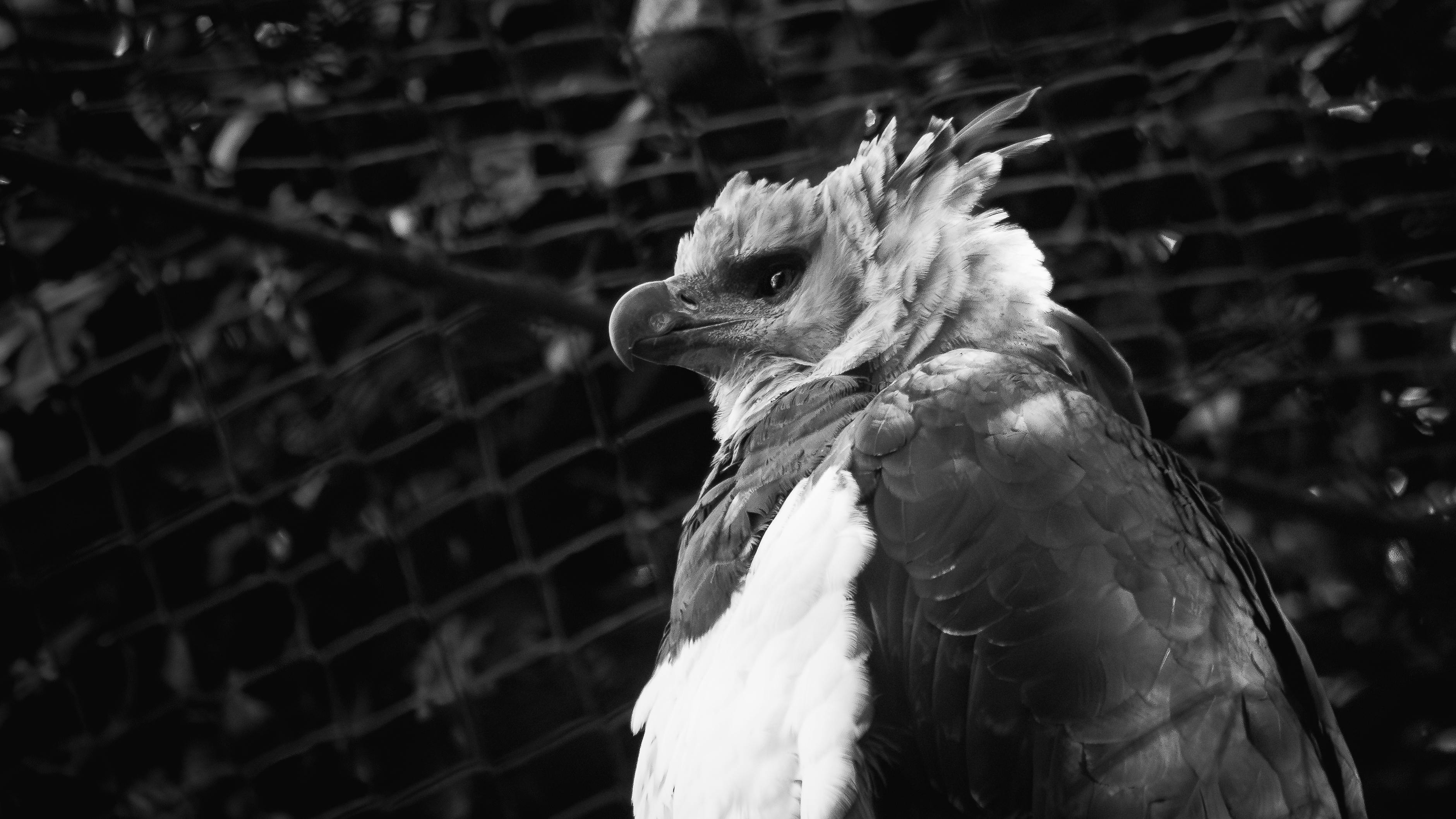 Harpy Eagle Nest — Napo Wildlife Centre Ecuador
