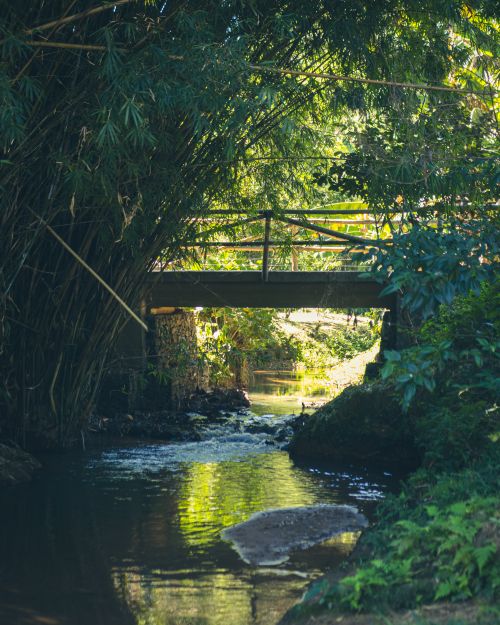 Free Peaceful forest scene with a wooden bridge over a stream enveloped in lush greenery. Stock Photo