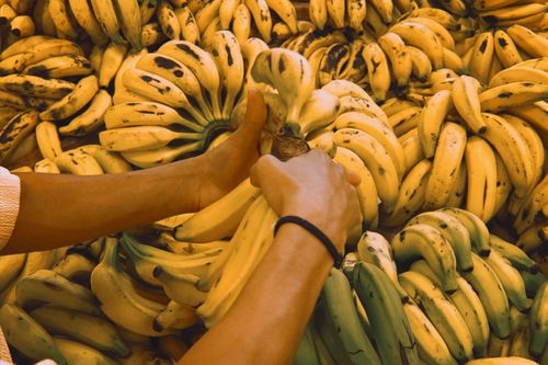 Free Close-up of hands selecting ripe bananas from a large bunch at a market in Florianópolis, Brazil. Stock Photo