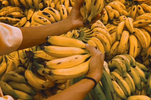 Free Close-up of hands selecting bananas at a vibrant fruit market. Stock Photo