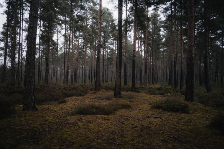 Tranquil view of a dense pine forest revealing a calm, natural setting in England.