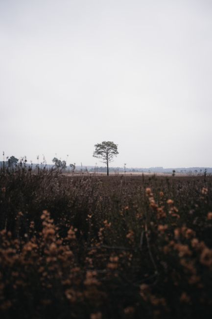 Solitary tree in vast English countryside, showcasing natural beauty and isolation.
