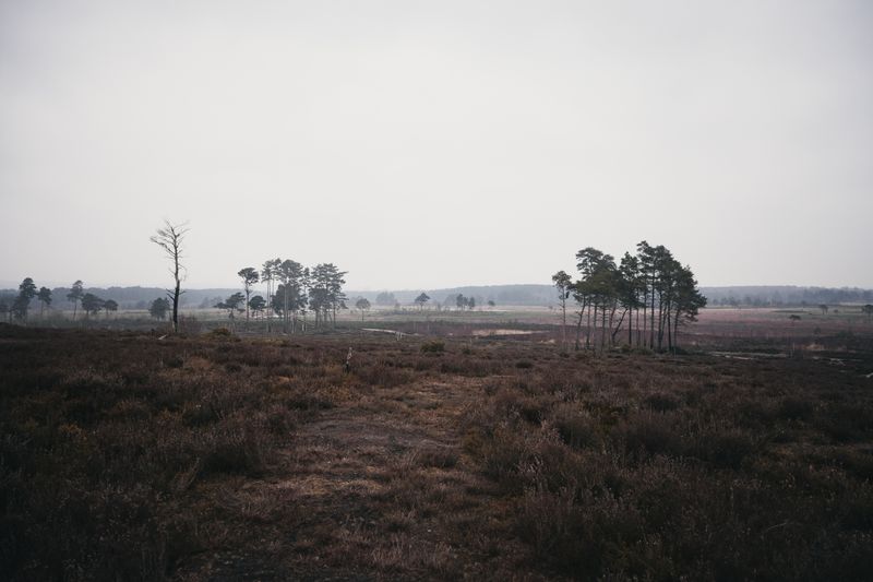 Tranquil countryside view of an English moorland with scattered trees and open skies.