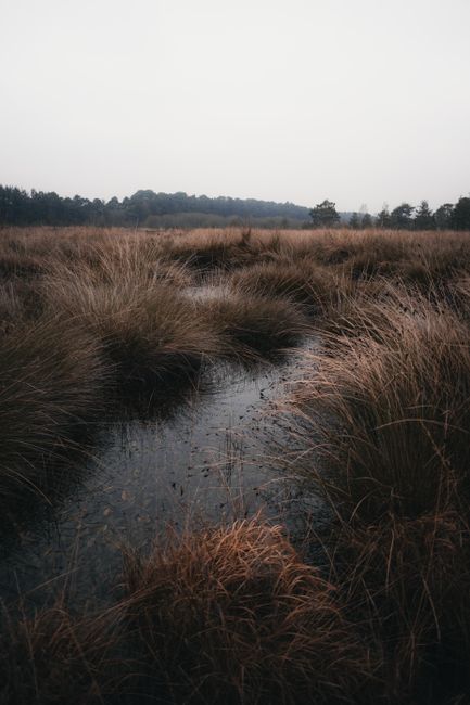 Explore a tranquil marshland scene in England captured during a misty autumn day.