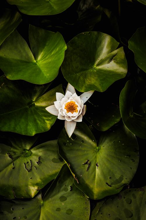 Free White lotus flower with yellow center surrounded by dark green leaves, creating a serene contrast. Stock Photo