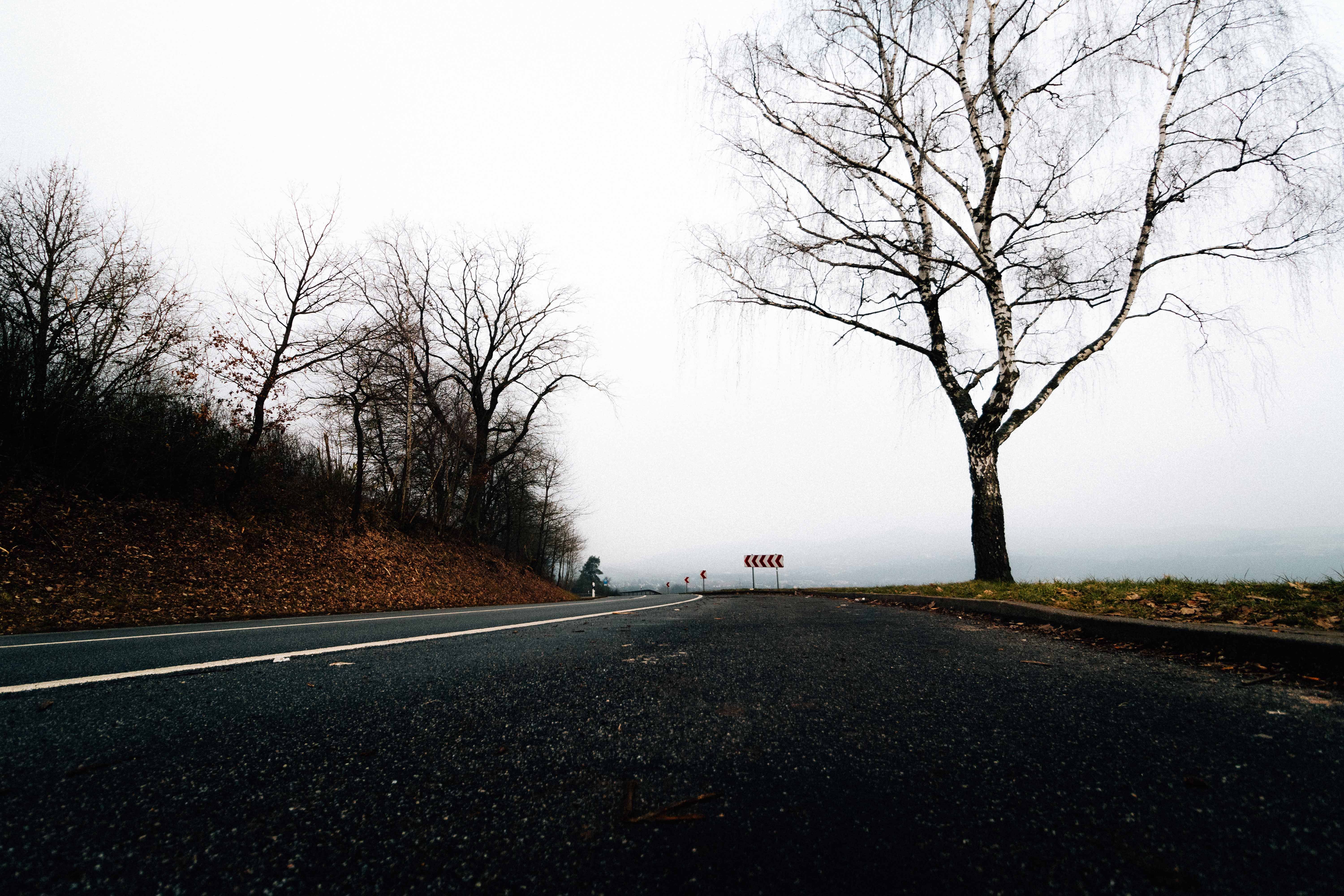 Serene Misty Road with Bare Trees in Winter · Free Stock Photo